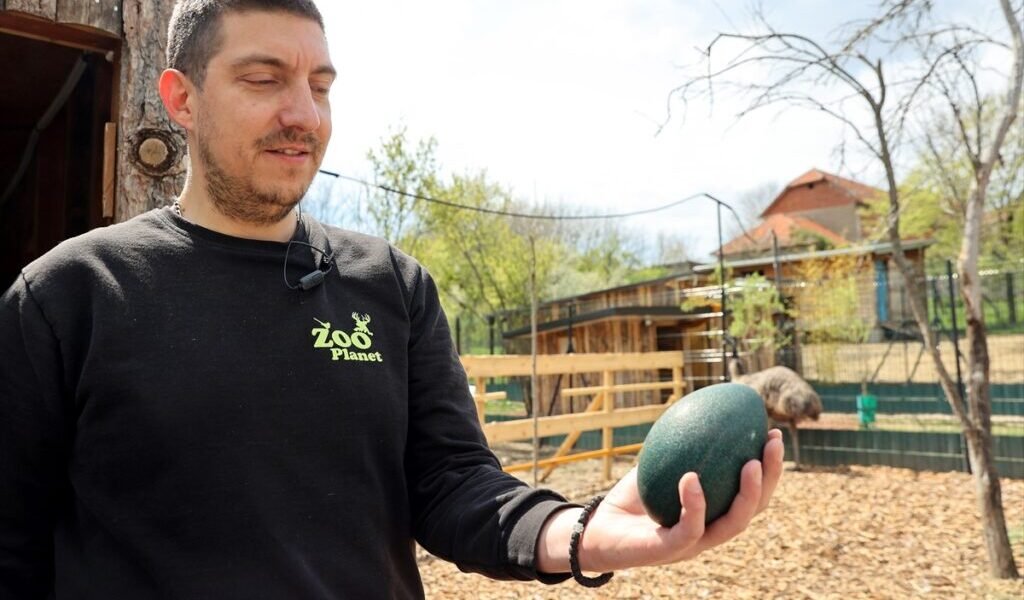 AA 20260412 41085968 41085963 USKRSNJA ATRAKCIJA U ZOO KUTKU KOD NISA TAMNOZELENO JAJE EMUA OD POLA KILOGRAMA 1024x683