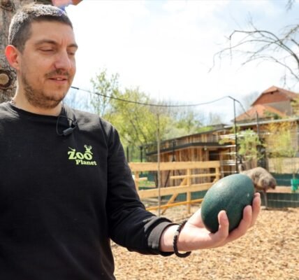 AA 20260412 41085968 41085963 USKRSNJA ATRAKCIJA U ZOO KUTKU KOD NISA TAMNOZELENO JAJE EMUA OD POLA KILOGRAMA 1024x683