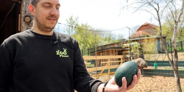 AA 20260412 41085968 41085963 USKRSNJA ATRAKCIJA U ZOO KUTKU KOD NISA TAMNOZELENO JAJE EMUA OD POLA KILOGRAMA 1024x683